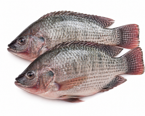Frozen Tilapia Fish