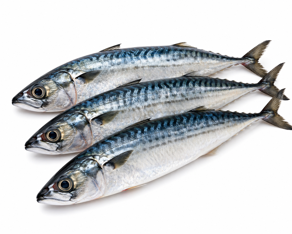 Mackerel Fish- Titus